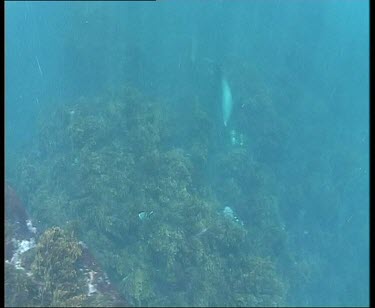 Underwater seal diving