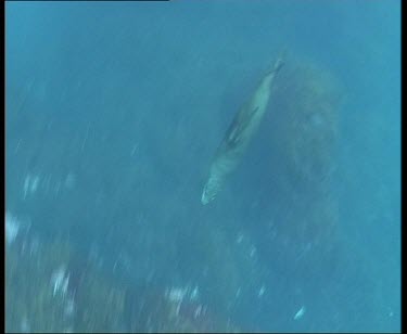 Underwater seal swimming fast