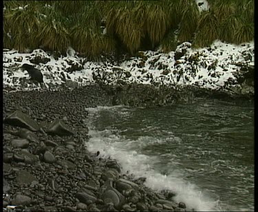 WS zoom in to MS. Seal using flippers to move itself out of sea, up pebble beach