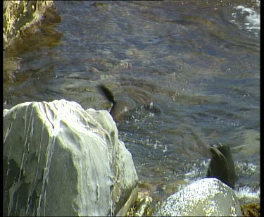 High Angle. Seal hopping onto rocks using flippers and then diving into sea again.