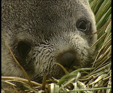 Seal resting with head in grass.