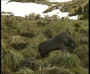 Seal in foreground feeding on grass. Grazing herd of reindeer in back.