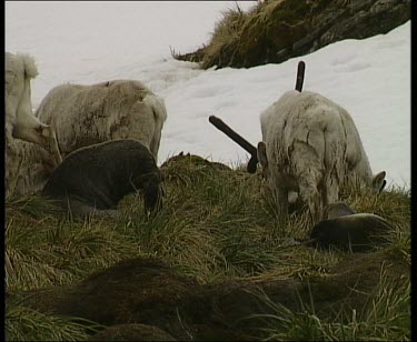 Seal amidst grazing herd of reindeer