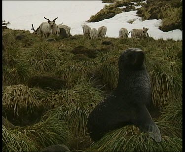 Seal in foreground. Grazing herd of reindeer in back.
