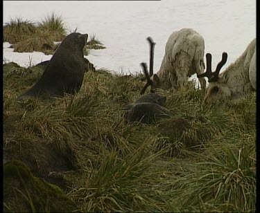 Seals with grazing herd of reindeer