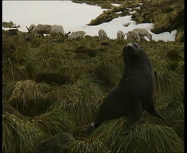 Seal in foreground, zoom in on grazing reindeer in background.