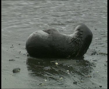 Seal rolling in mud on beach, a wave crashes over it. The seal enjoys its mud bath and licks its flippers clean