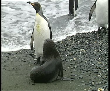 Seal and colony of king penguins. Seal scratching.