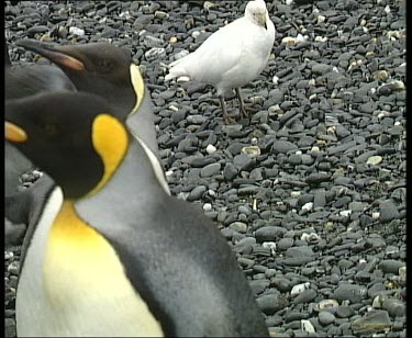Seal walking up beach amidst colony of king penguins.