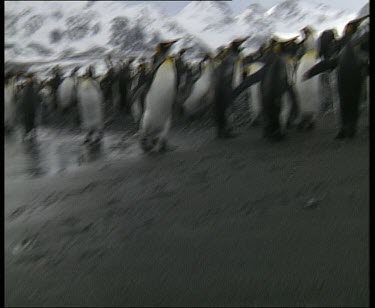 Hand held camera through colony of king penguins as if POV of seal in King penguin colony.