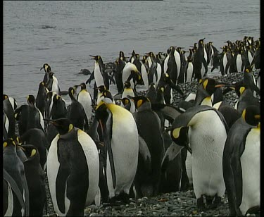 Colony of king penguins standing on beach. In background a raft of penguins all dive into the ocean at the same time and swim away.