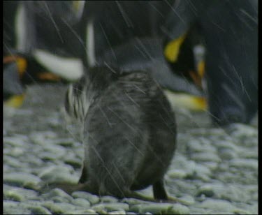 Fur seal walking through colony of king penguins. Snowing. Seal crouches to lie down to keep as warm as possible.