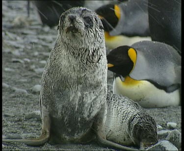 Fur seal walking through colony of king penguins. Snowing. Penguins flap their wings and vocalise at the intruder