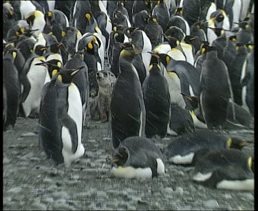 Fur seal sitting in colony of king penguins