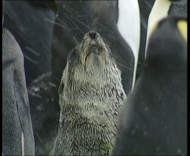 Fur seal sitting in colony of king penguins