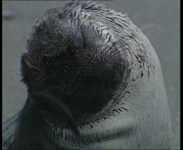 Fur seal scratching, snowing.