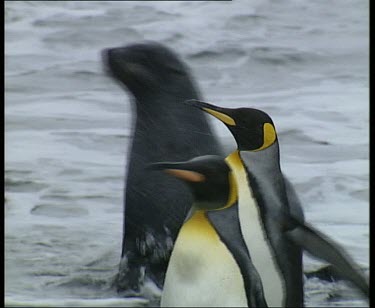 King Penguins in focus in foreground, seal coming out of sea soft in background.