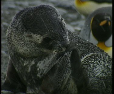 Seal scratching using front flippers. Lying down to rest. King penguins in background. Snowing.