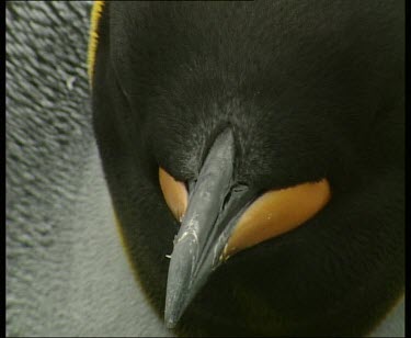 King penguin head, beak, plumage.