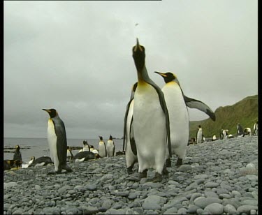 Low angle. Three king penguins standing to attention in front of colony rookery. One looking around very curiously. Pebble beach.