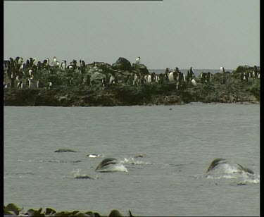 Penguins swimming