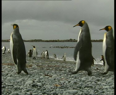 King penguins walking single file in a line. Rockhopper penguins on beach in background.