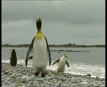 King penguin looking around curiously before deciding which direction to walk in. In background rockhopper penguins waddle past.