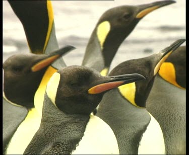 King penguins standing close together, detail of heads looking around curiously