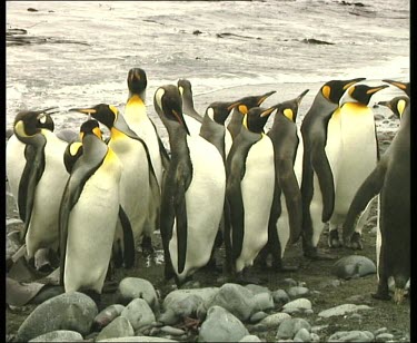 King penguins standing close together, sea in background.