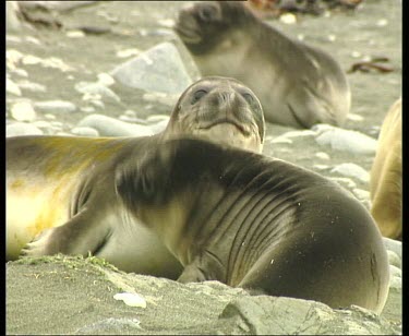 Elephant seal females basking on beach