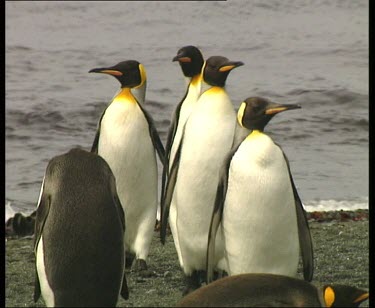 King penguins on beach. Waddling, shaking their heads.