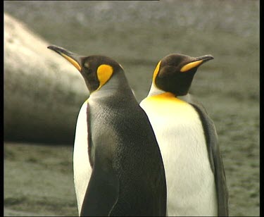 Two king penguins standing close together, preening.