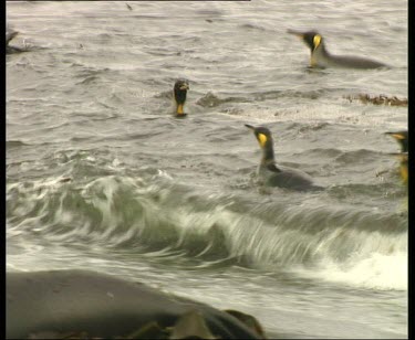 Tilt down and up. Two king penguins courting. They lift their heads and stretch their neck and call, then drop their heads. Almost in synch