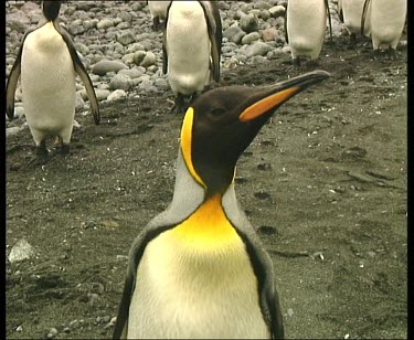 Tilt down and up. From head to feet claws and back up to head. Penguin stretches head and neck up. Tilt up to show rest of colony rookery in background. They all appear to be doing the same actions.