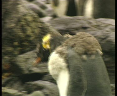 Moulting penguin with very fluffy plumage walking