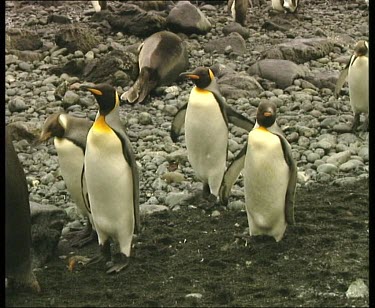 Waddling king penguins walk in a line past seal
