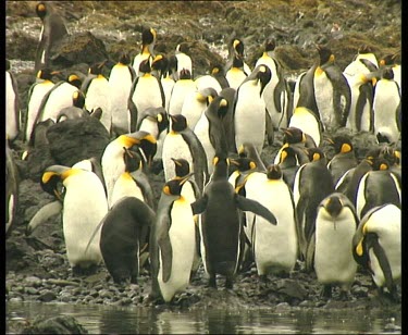 colony rookery of king penguins all crowded together on edge of sea.
