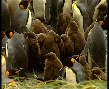 High angle. Crche of king penguin chicks huddled together safely surrounded by adults.