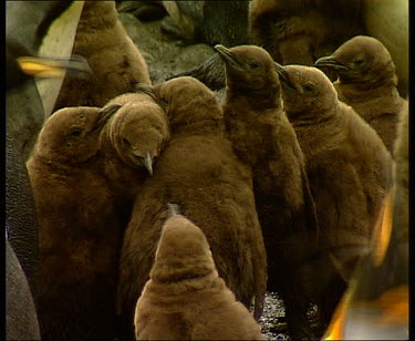 High angle. Crche of king penguin chicks huddled together safely surrounded by adults.