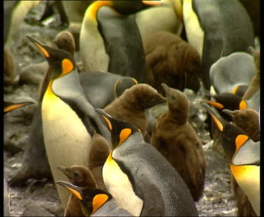 Crche of king penguin chicks. Adults peck at chicks viciously to keep them huddled together.
