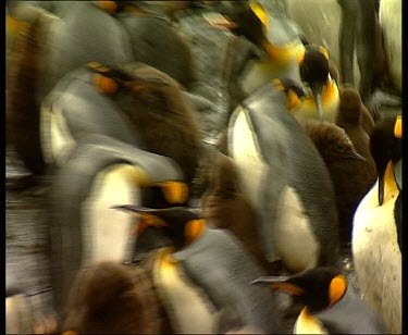 Crche of king penguin chicks. Adults peck at chicks viciously to keep them huddled together.