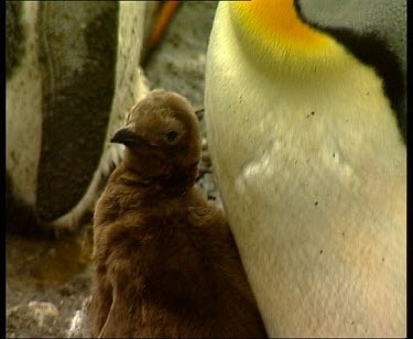 King penguin chick and parent preening