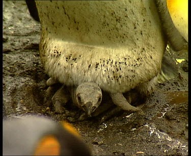 Very small king penguin chick still nesting on parents feet, keeping warm beneath flap of skin.