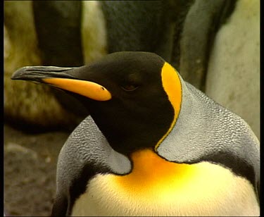 King penguin head, beak, plumage.