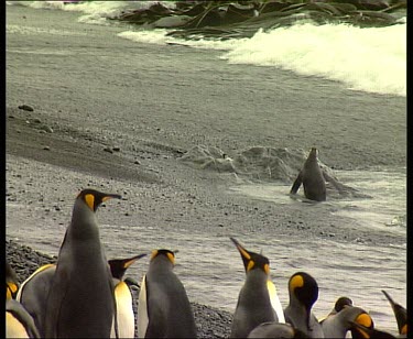 Penguins riding waves to beach. One gets swept out to sea by wave.