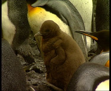 King Penguin chick