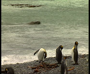 Elephant seal swimming along king penguin colony rookery