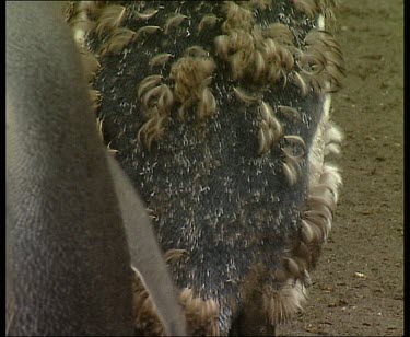 Moulting penguin