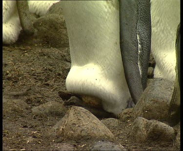 Nesting egg on feet