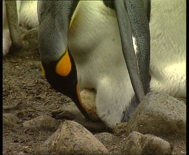 CM0035-GTV-0015279 Nesting egg on feet